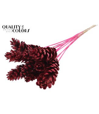 QC Strobus 10-15cm on stem Cerise | Per 50 stuks