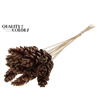 QC Strobus 10-15cm on stem Natural | Per 50 stuks
