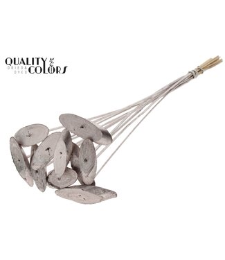 QC Wood oval slice on stem Champagne | Per 50 stuks