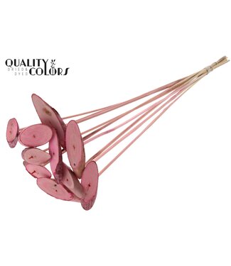 QC Wood oval Slice on stem Frosted Pink | Per 50 stuks