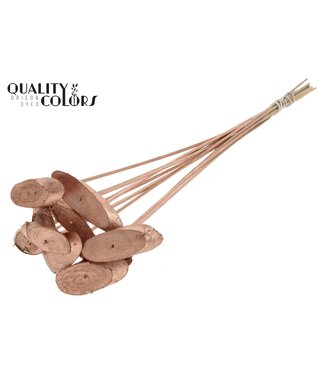 QC Wood oval Slice on stem Copper | Per 50 stuks