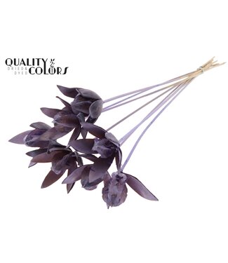 QC Wild Lilly on stem Frosted Milka | Per 50 stuks