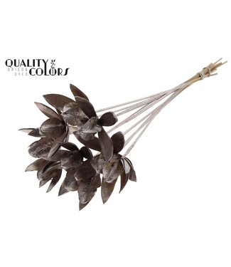 QC Wild Lilly on stem Champagne | Per 50 stuks