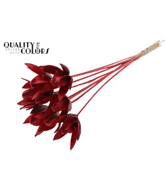 QC Wild Lilly on stem Red | Per 50 stuks