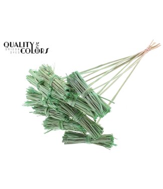 QC White Lady posy on stem Frosted Mint Green | Per 50 stuks
