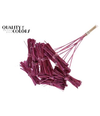 QC White Lady posy on stem Metallic Pink | Per 50 stuks
