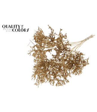 QC Dry Tree on stem Antique Gold | Per 50 stuks