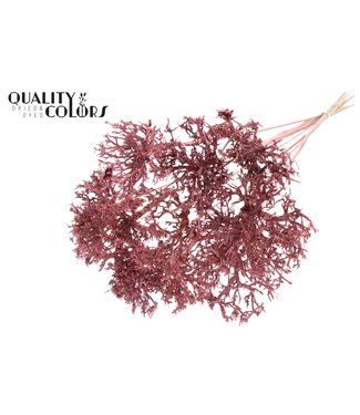 QC Dry Tree on stem Frosted Light Pink | Per 50 stuks