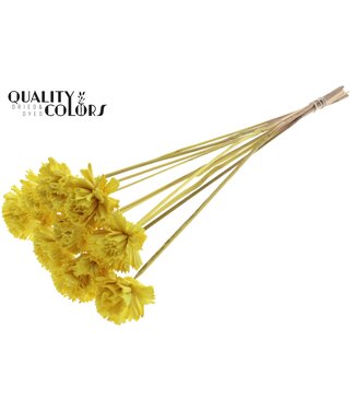 QC Shola Karnish Flower 6cm on stem Yellow | Per 50 stuks