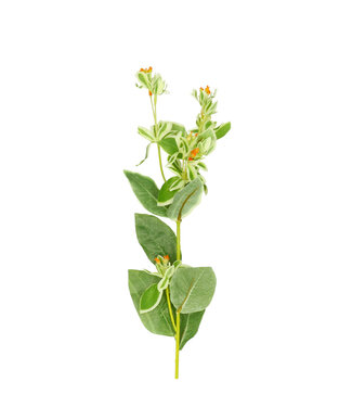 4A Natural white Spurge artificial flower small | Artificial flowers Euphorbia | Length 69 centimetres | Per 6 pieces
