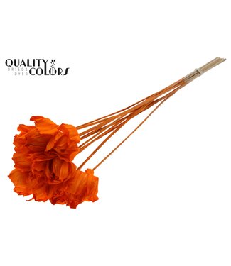 QC Shola Dear Holly 6cm on stem Orange | Per 50 stuks