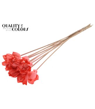 QC Shola Dear Holly 6cm on stem Coral ( x 50 )