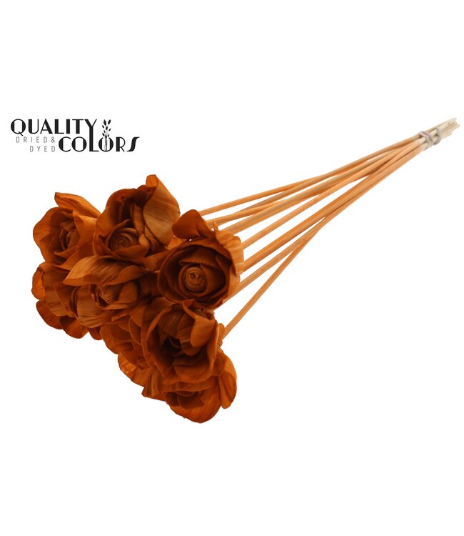 Shola Dear Holly 6cm on stem Terracotta ( x 50 )