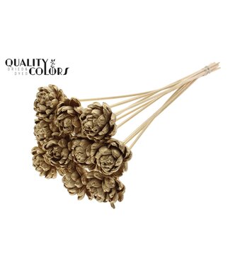 QC Shola New Beauty Rose 6cm on stem Antique Gold | Per 50 stuks