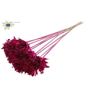 QC Shola Slice Pine 6cm on stem Lilac | Per 50 stuks