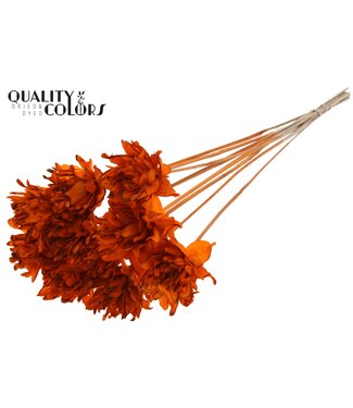 QC Shola Slice Pine 6cm on stem Orange | Per 50 stuks
