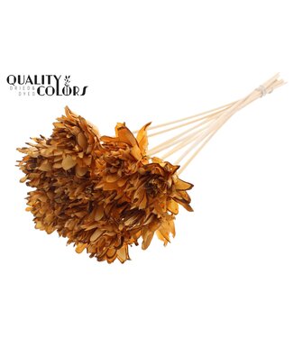 QC Shola Slice Pine 6cm on stem Apricot | Per 50 stuks