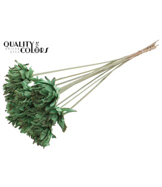 QC Shola Slice Pine 6cm on stem Mint Green ( x 50 )