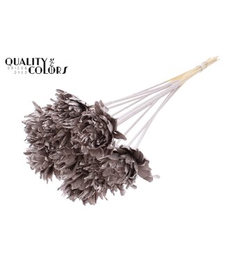 QC Shola Slice Pine 6cm on stem Champagne | Per 50 stuks