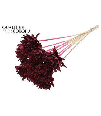 QC Shola Slice Pine 6cm on stem Burgundy ( x 50 )