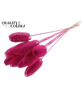 QC Luffa Mini on stem Lilac | Per 50 stuks