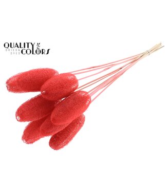 QC Luffa Mini on stem Coral | Per 50 stuks