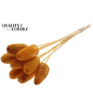 QC Luffa Mini on stem Apricot | Per 50 stuks