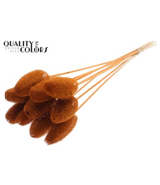 QC Luffa Mini on stem Terracotta | Per 50 stuks