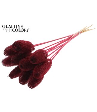 QC Luffa Mini on stem Burgundy | Per 50 stuks