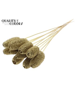 QC Luffa Mini on stem Gold | Per 50 stuks
