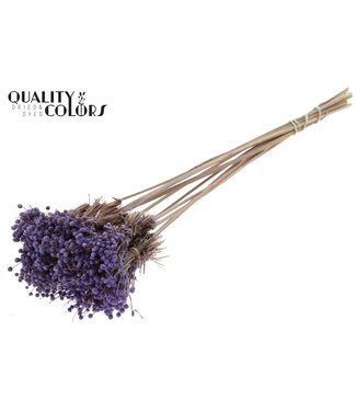 QC Mini Button Posy on stem Milka | Per 50 stuks
