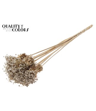 QC Mini Button Posy on stem Natural | Per 50 stuks