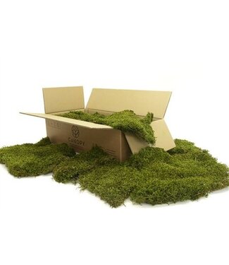 AD Long Moss Gepreserveerd Bulk Ca. 1,5 M2 ( x 1 )