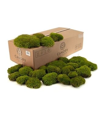 AD Mood Moss Gepreserveerd Bulk Ca. 0,8 M2 ( x 1 )