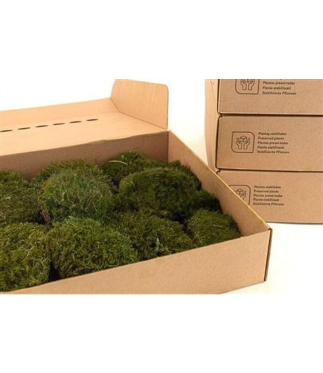 Mood Moss Gepreserveerd Ca. 0,2 M2 ( x 1 )