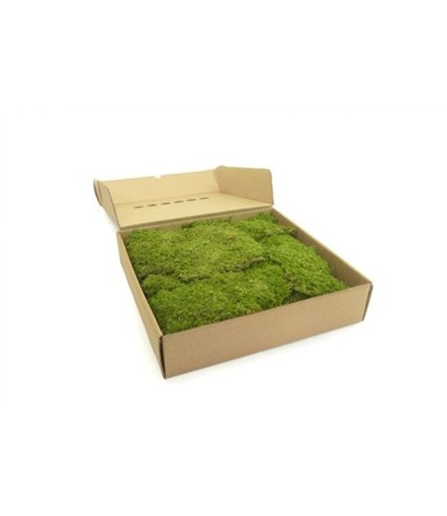 Rock Moss Gepreserveerd Ca. 0,40 M2 ( x 1 )