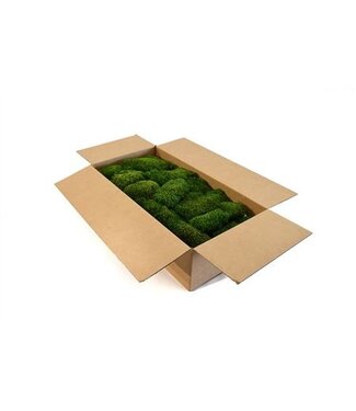 AD Hair Moss Gepreserveerd Bulk Ca. 1 M2 ( x 1 )