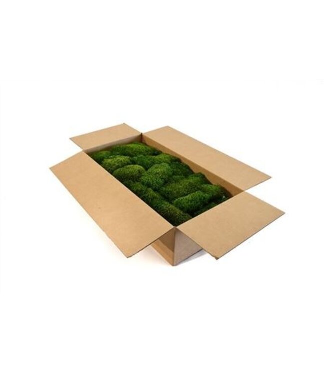 Hair Moss Gepreserveerd Bulk Ca. 1 M2 ( x 1 )