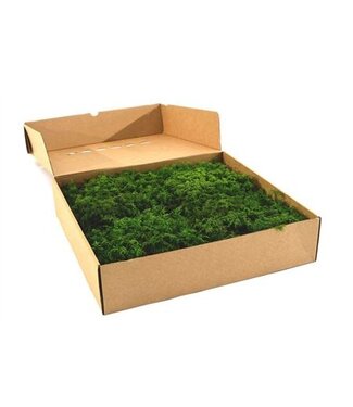 AD Fern Moss Gepreserveerd Ca. 0.20 M2 ( x 1 )