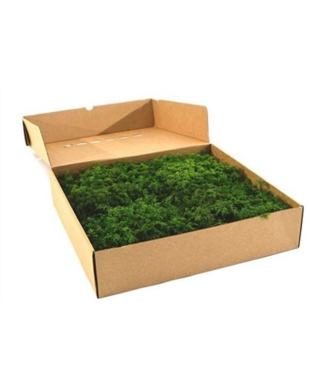 Fern Moss Gepreserveerd Ca. 0.20 M2 ( x 1 )