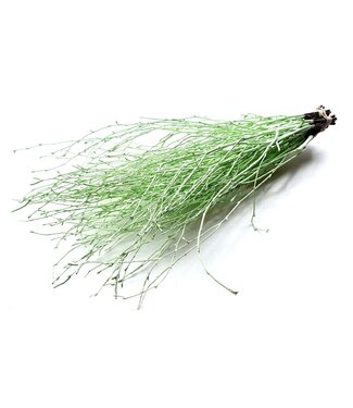 QC Birch 70cm 10stems per bunch Mint Green ( x 10 )