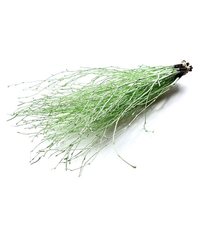 Birch 70cm 10stems per bunch Mint Green ( x 10 )