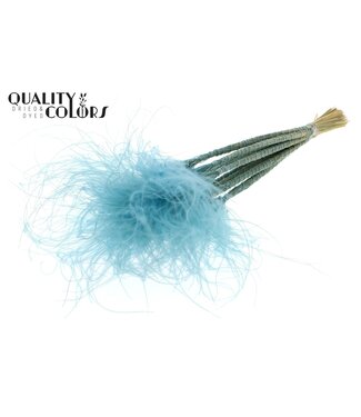 QC Stypha Penata 10 tufts per bunch Light Blue ( x 10 )