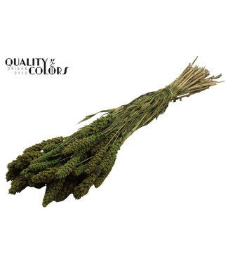QC Gierst per bunch Light Green ( x 15 )