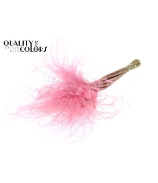 QC Stypha Penata 10 tufts per bunch Pink ( x 10 )