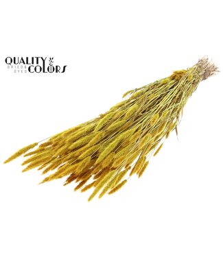 QC Polypogon per bunch Yellow ( x 6 )