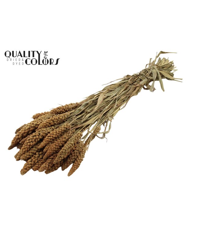Gierst per bunch Natural ( x 15 )