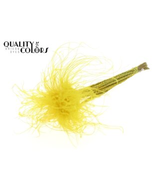 QC Stypha Penata 10 tufts per bunch Pastel Yellow ( x 10 )