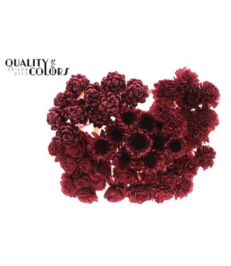 QC Shola Flower Mix on stem Burgundy | Per 50 stuks