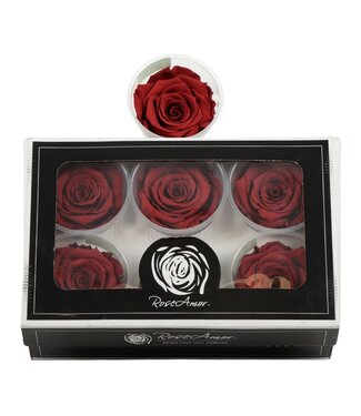 AD Rosa Preserved Ll Grp 01 | Per 6 stuks